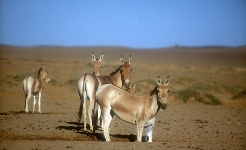 Les six animaux merveilleux de Gobi