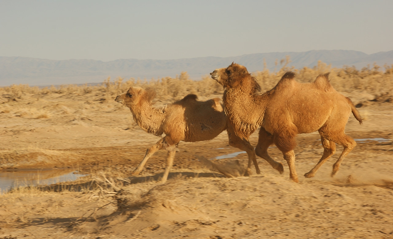 Les six animaux merveilleux de Gobi - Khavtgai