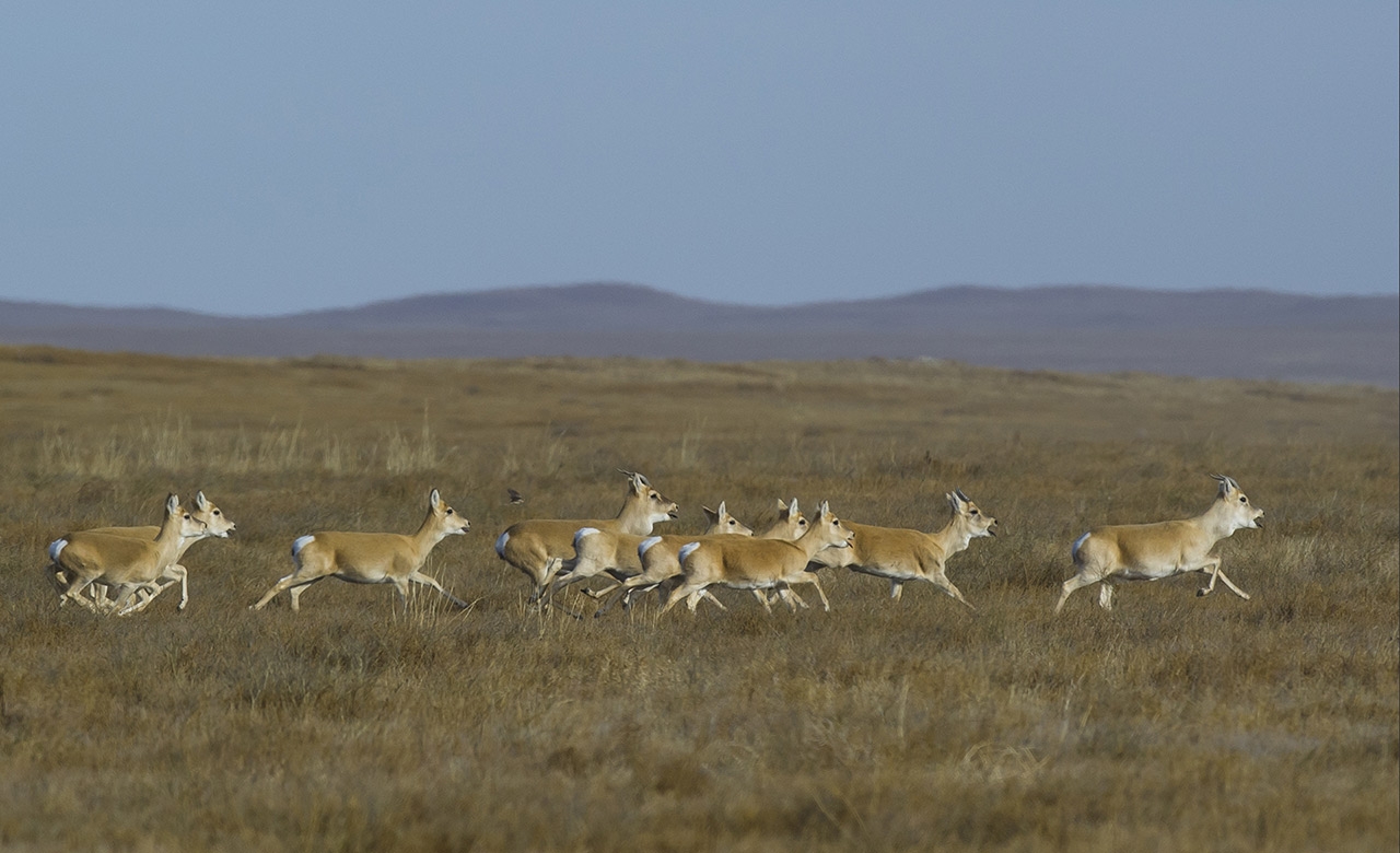 Les six animaux merveilleux de Gobi