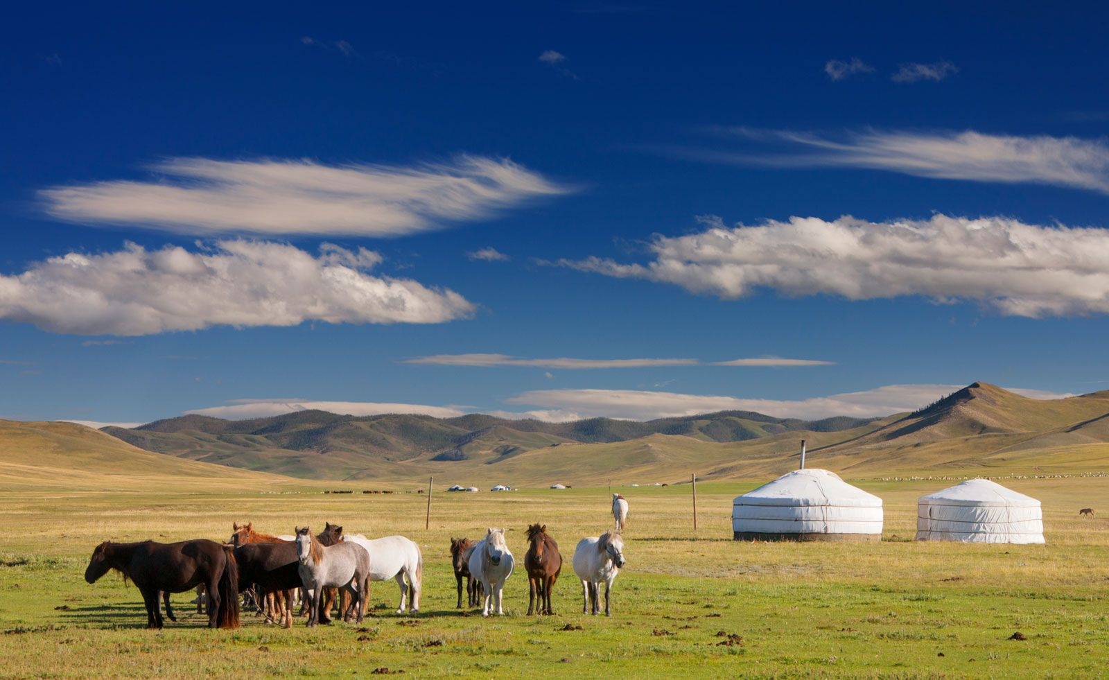 Cheval mongolie nomade famille