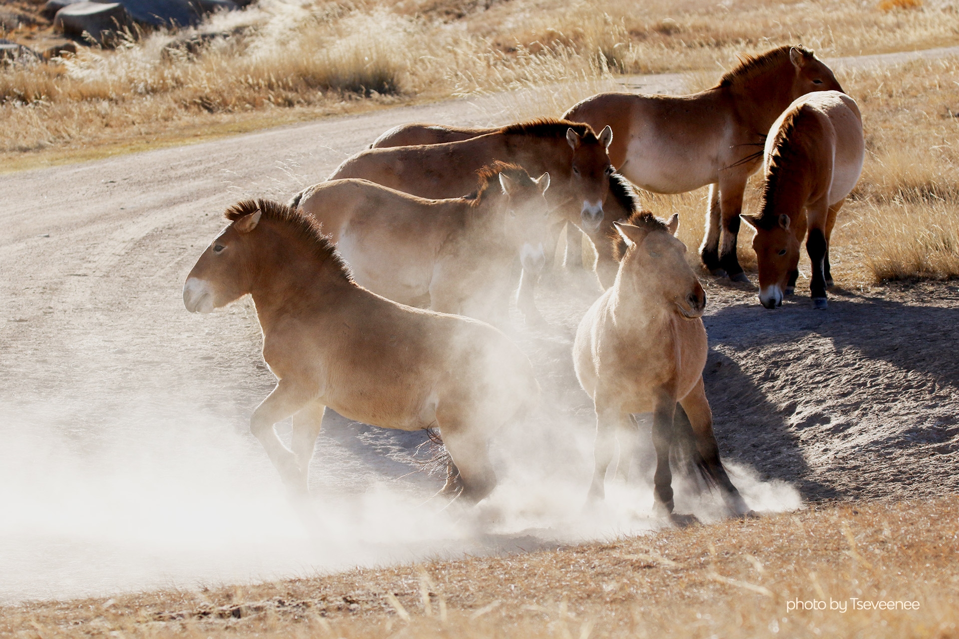 Fighting wild horses in hustai national park