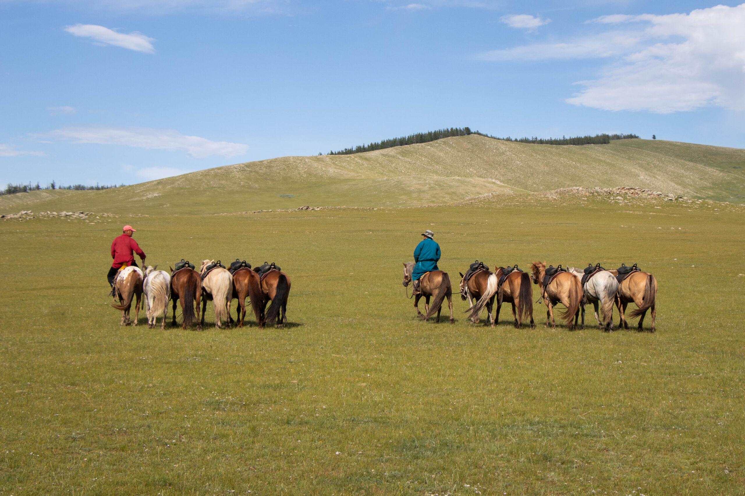 chevaux prêts à voyager