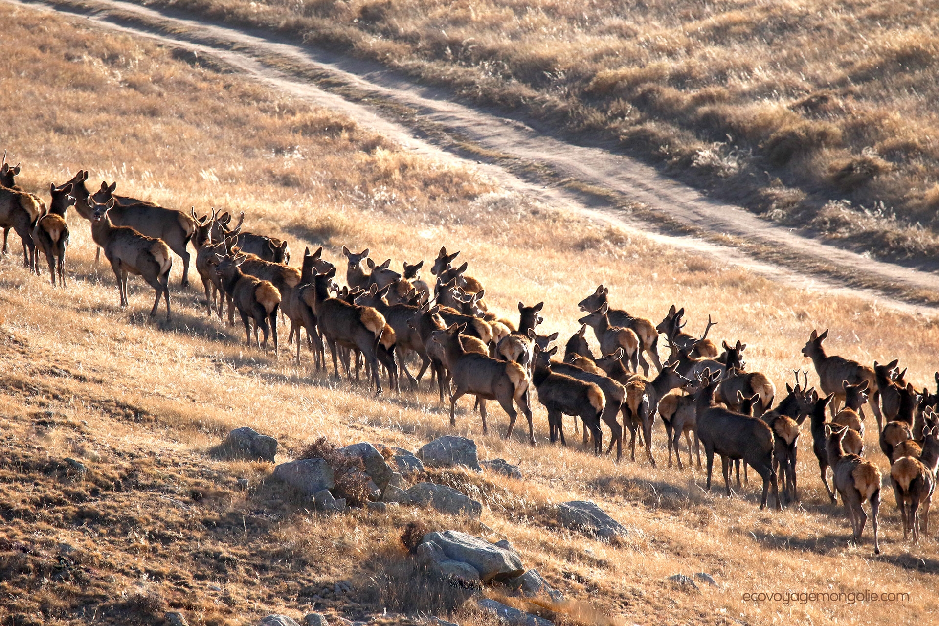 Deers in Hustai national park