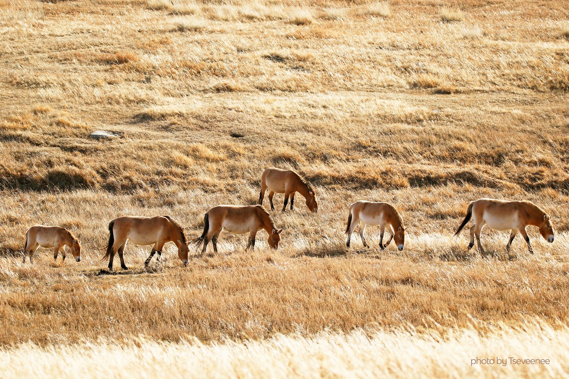 Whild horses - Prjevalski horses