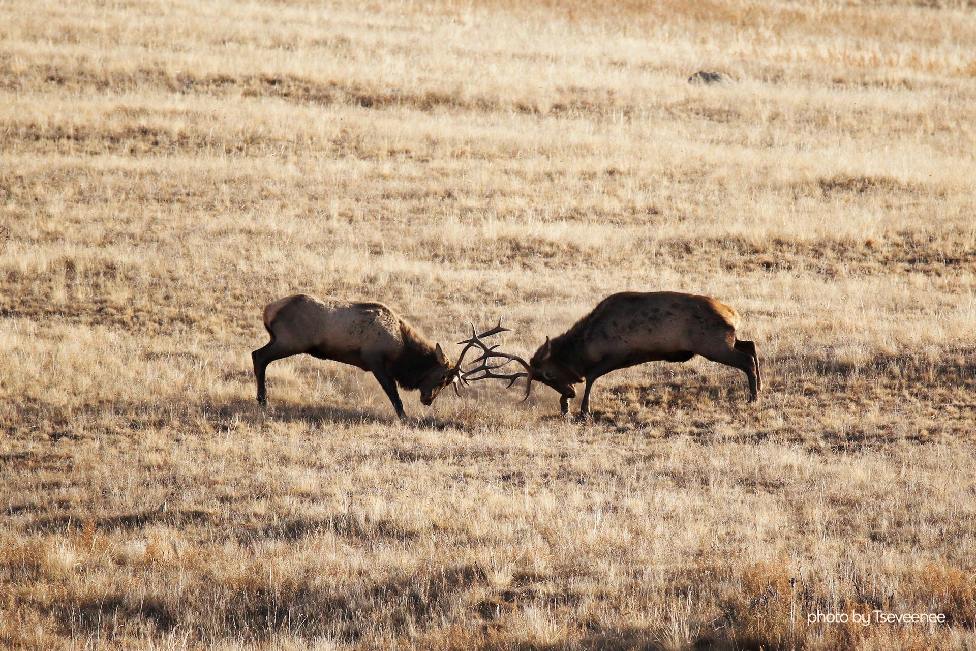 Two wild deers