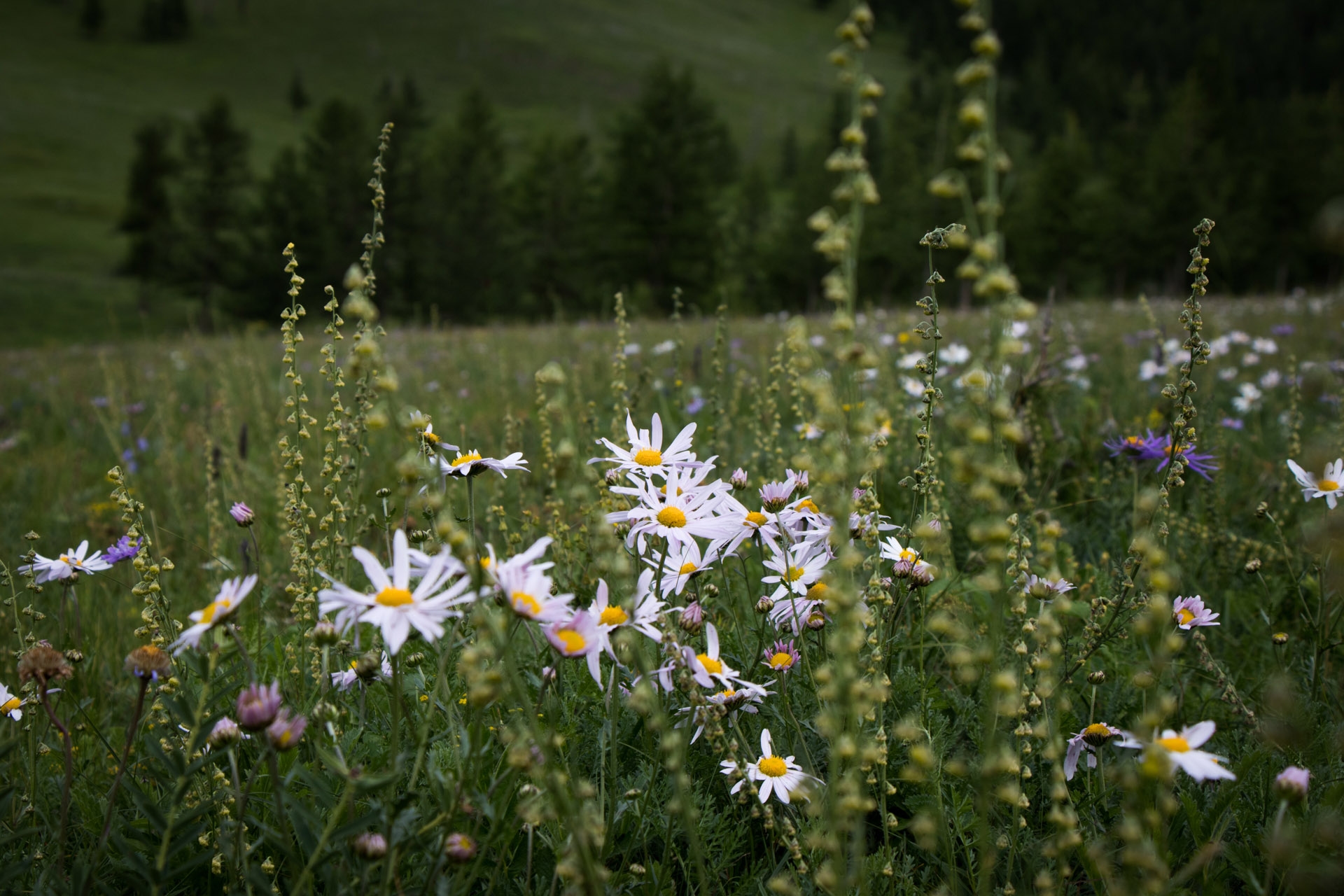 Terelj flower