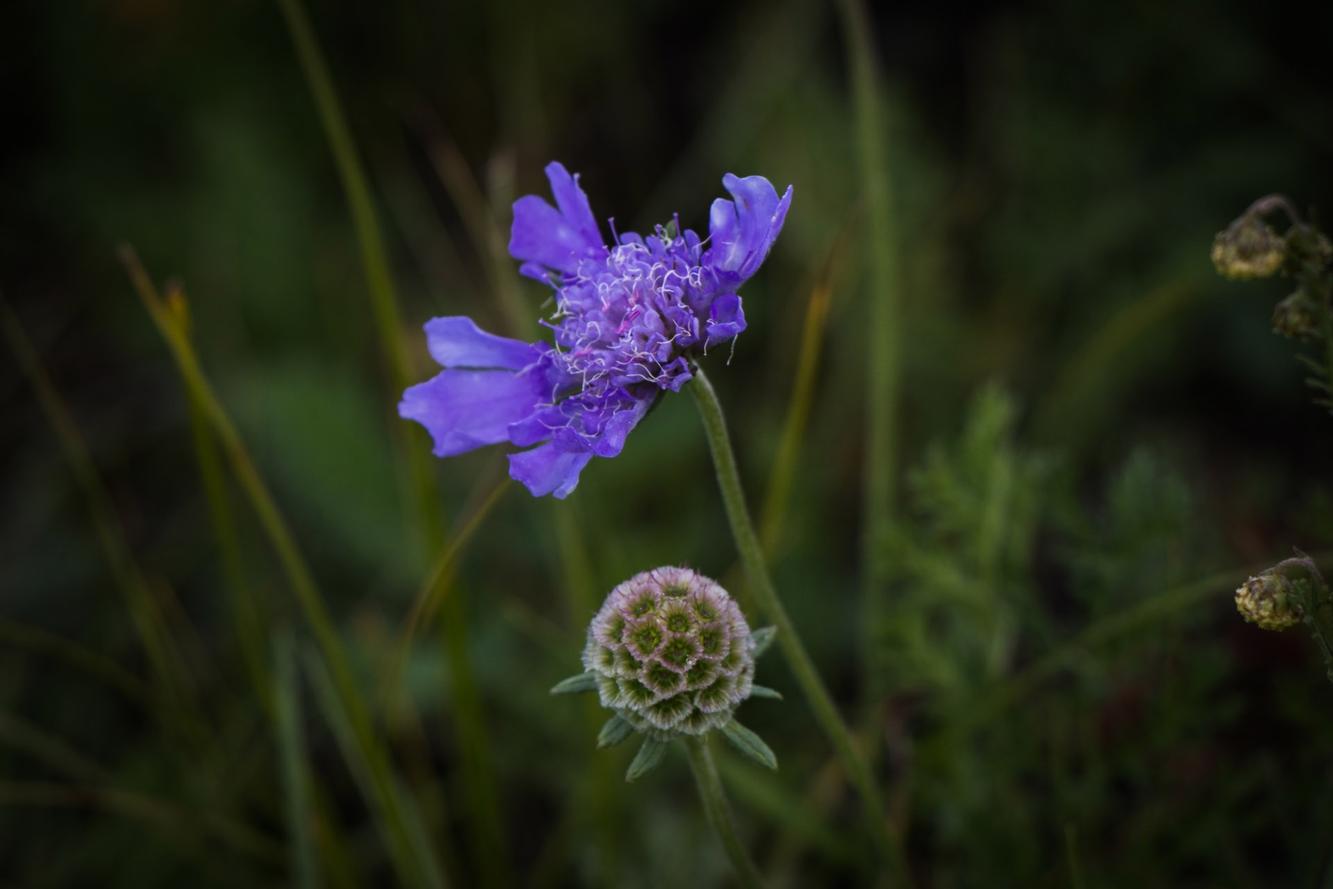 Terelj flower