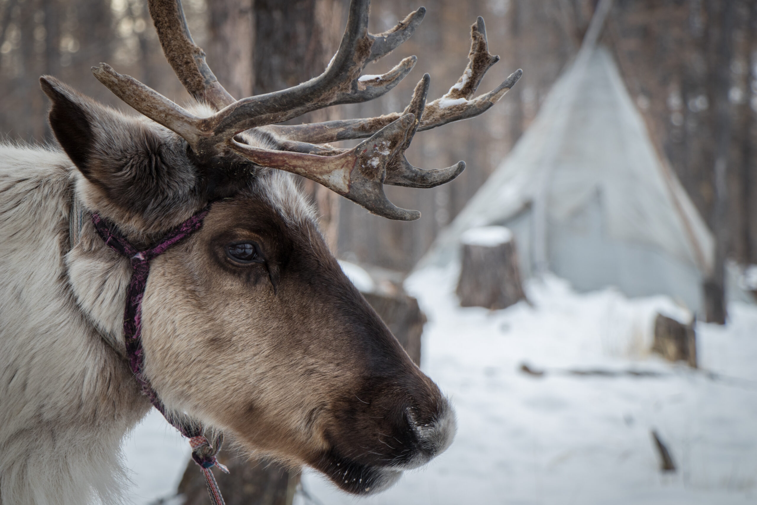 Reindeer