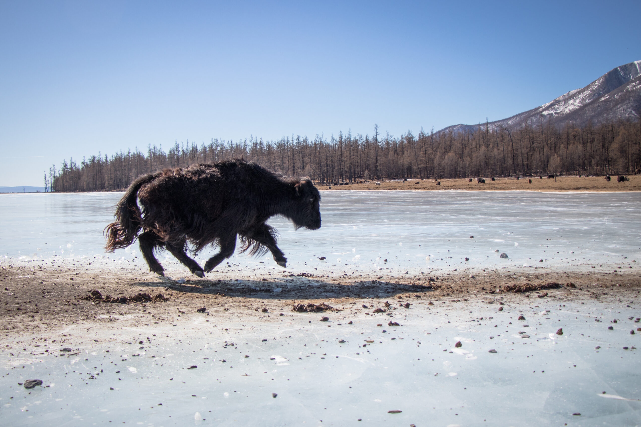 Yak on ice