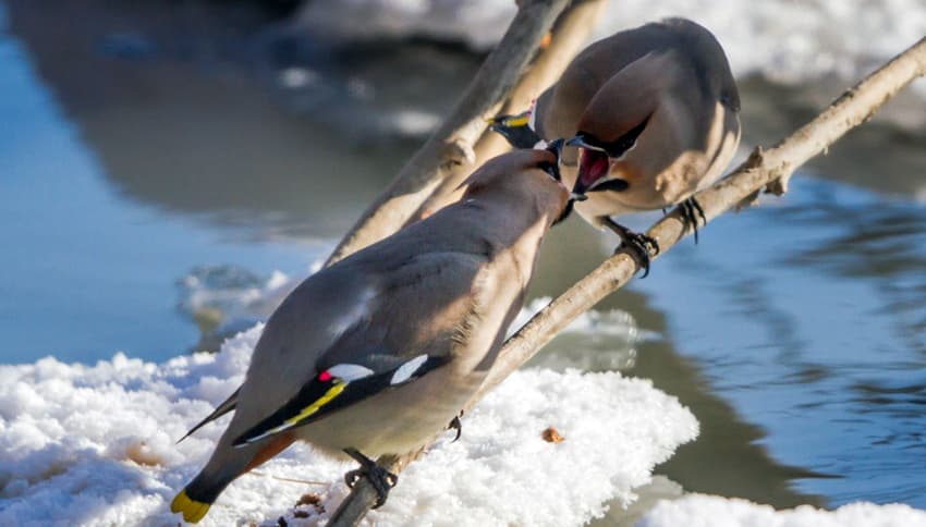 les-oiseaux-de-la-mongolie5