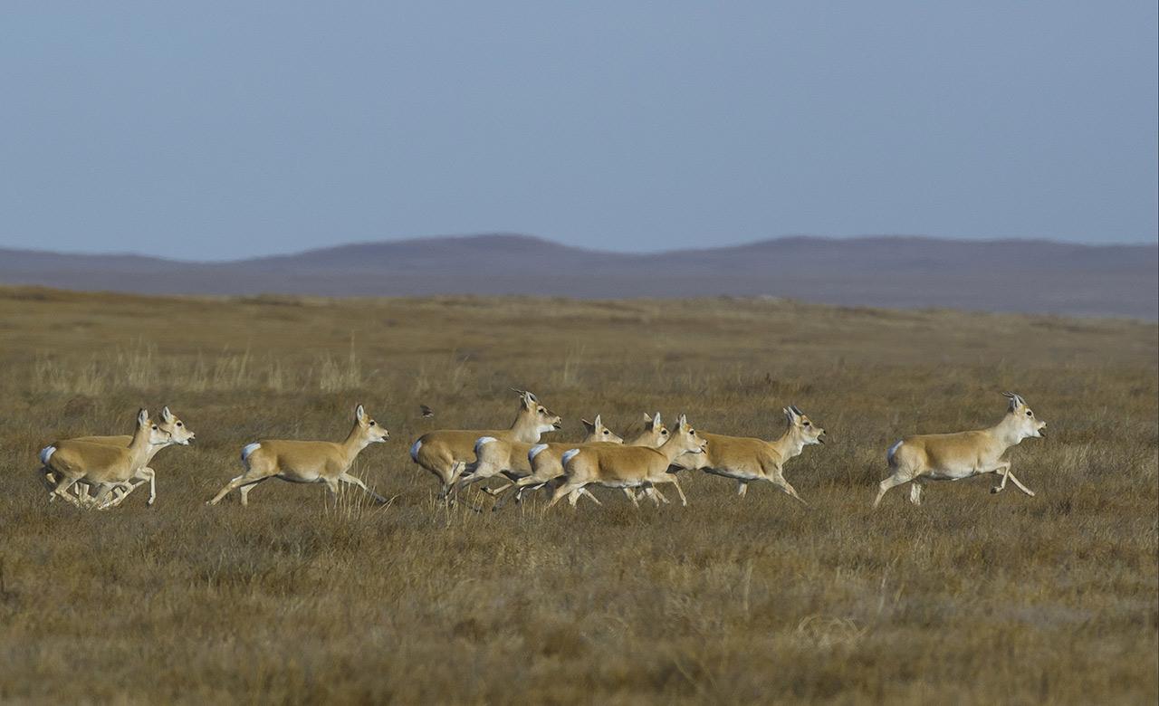 Les six animaux merveilleux de Gobi