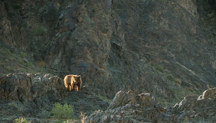 LE NOMBRE DES DERNIERS OURS "MAZAALAI" A DIMINUÉ À 22. LEUR MAISON EST LE DÉSERT DU GOBI EN MONGOLIE.