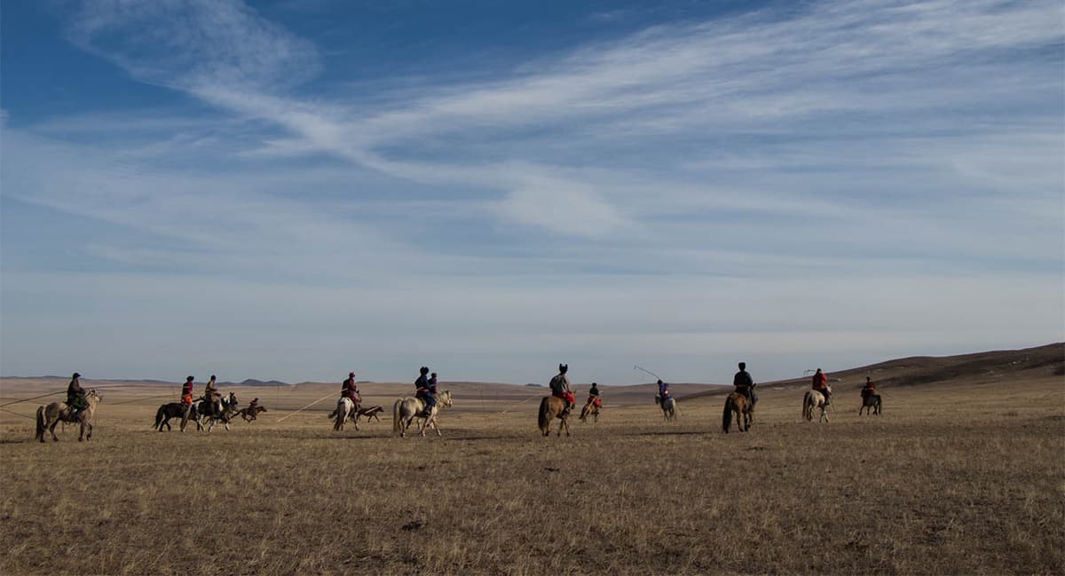 mongolie chevaux