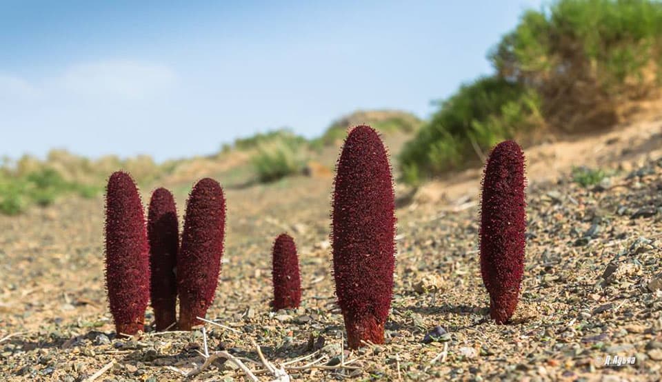 Red Goyo plants mongolie