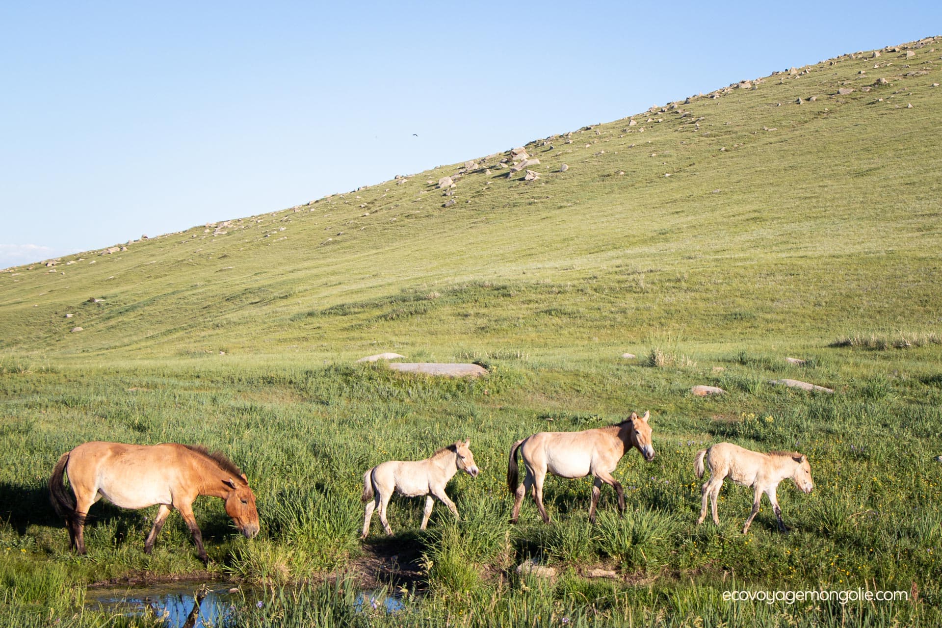 Famille de chevaux sauvages