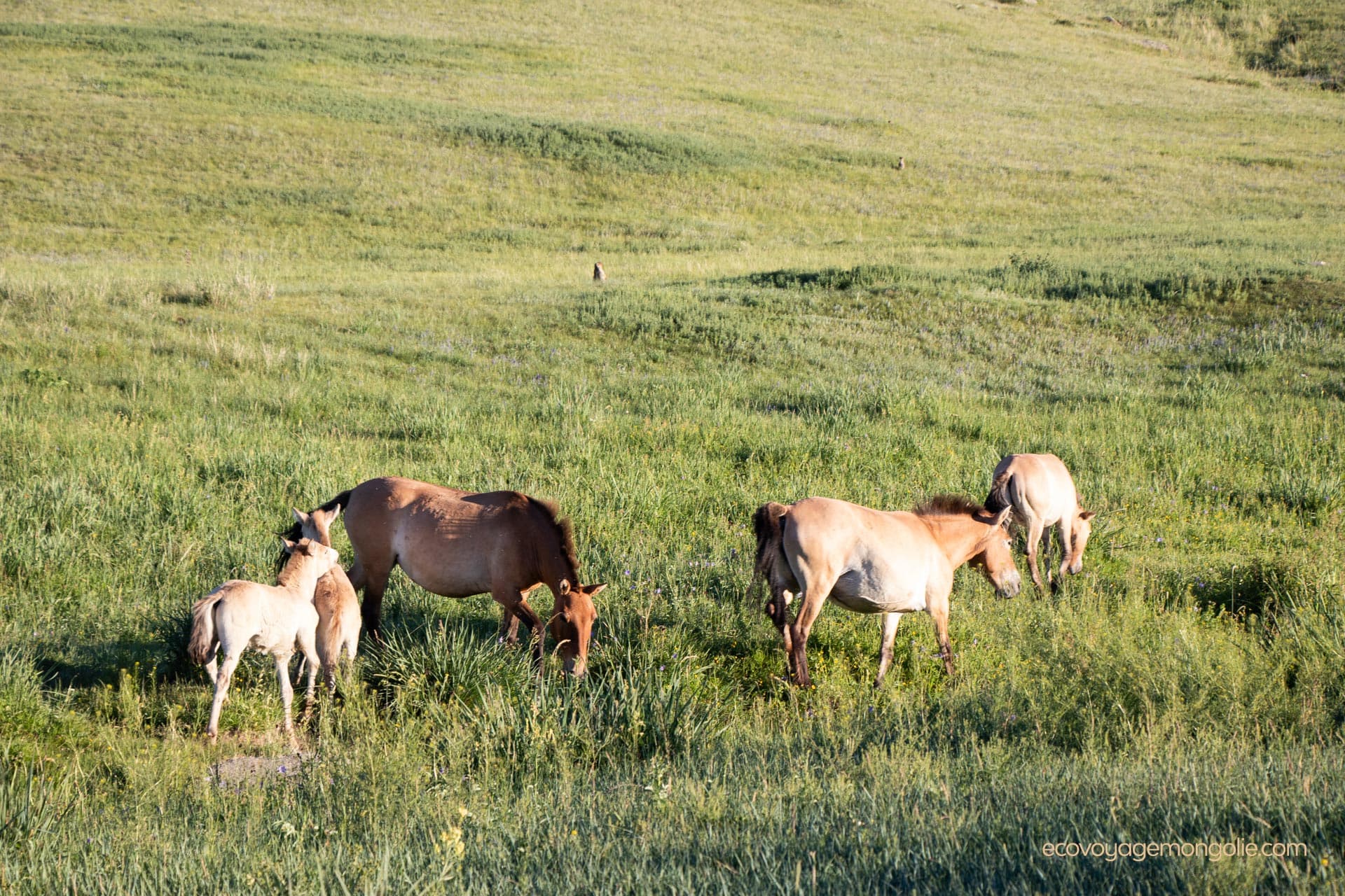 Wild horses family