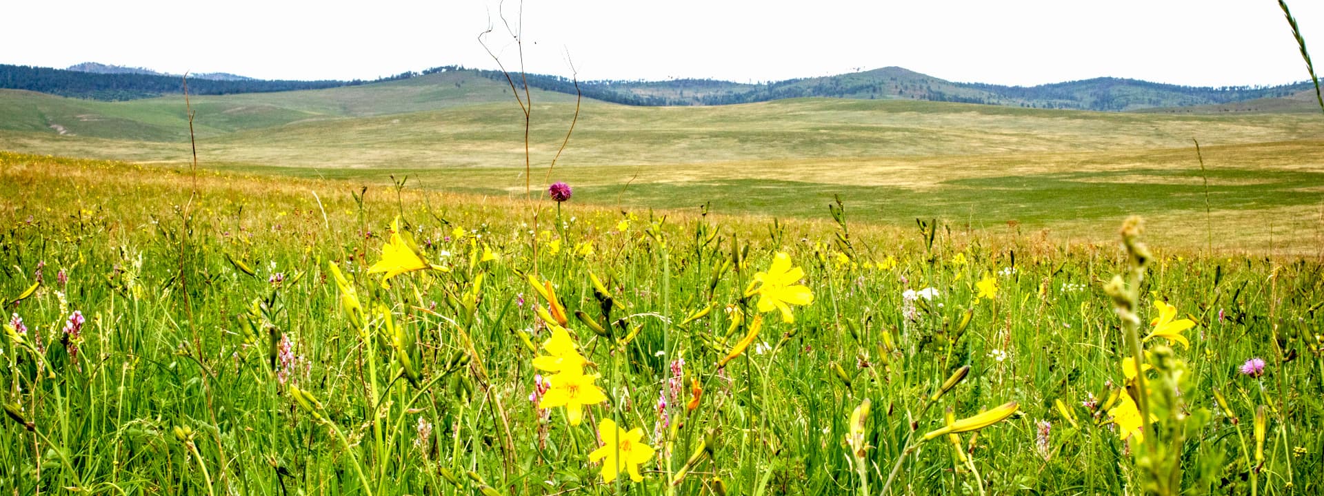 Flower and steppe