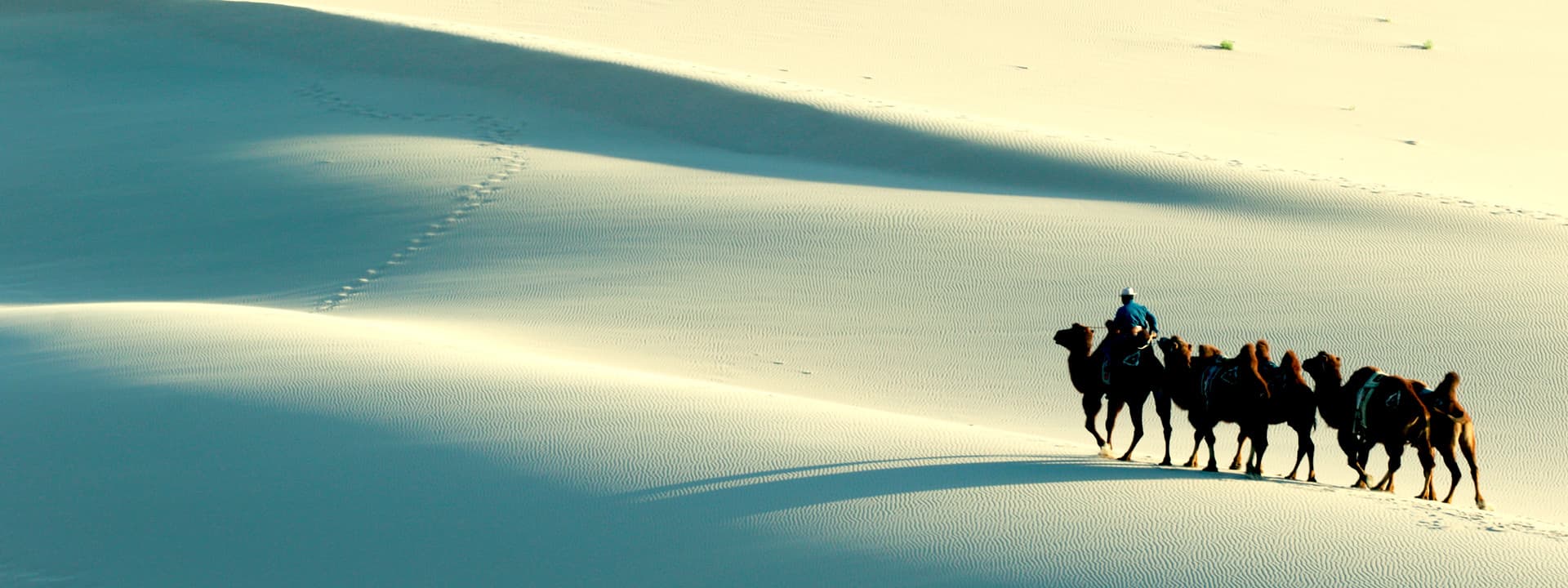 Camels in the Gobi Desert