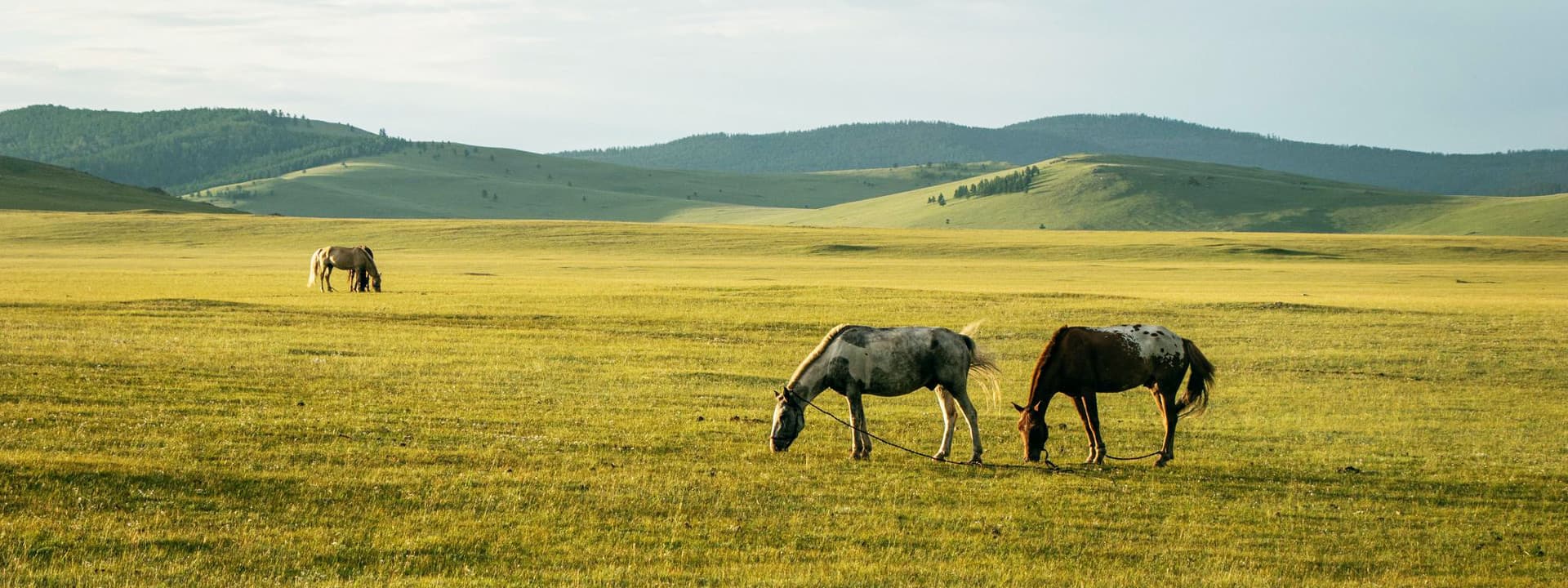 Horses in the Mongolian steppe