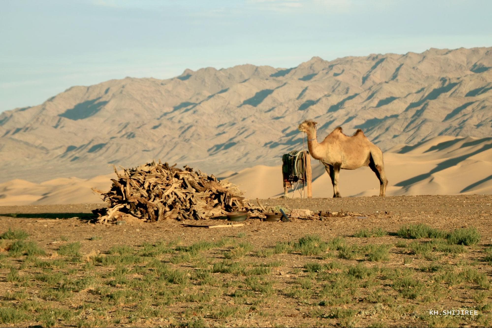 Éleveur nomade de chameaux dans le désert de Gobi en Mongolie