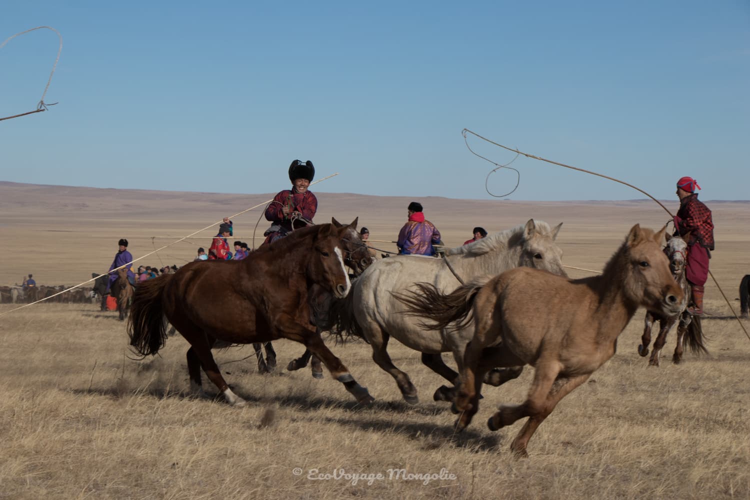 Chevaux dans la steppe mongole